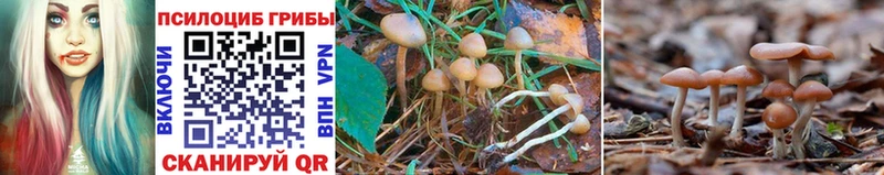 Галлюциногенные грибы Psilocybine cubensis  ОМГ ОМГ онион  Керчь 